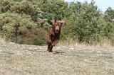 LABRADOR 094